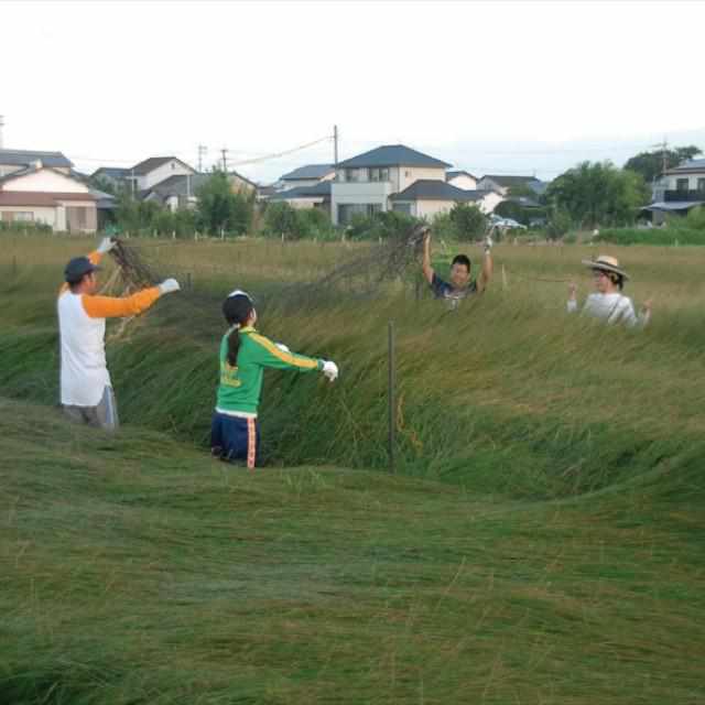 【い草-畳】イケヒコ い草ラグ 胡蝶蘭 紫 (M : 200×200cm, L : 200×250cm) - Image 8