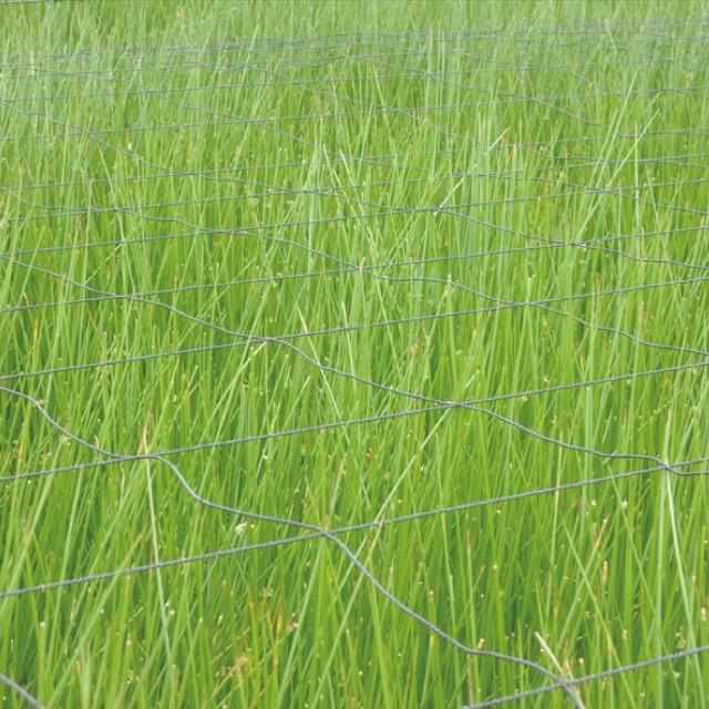 【い草-畳】イケヒコ い草ラグ デニムFジョイ 緑 (楕円：190×210cm) - Image 5