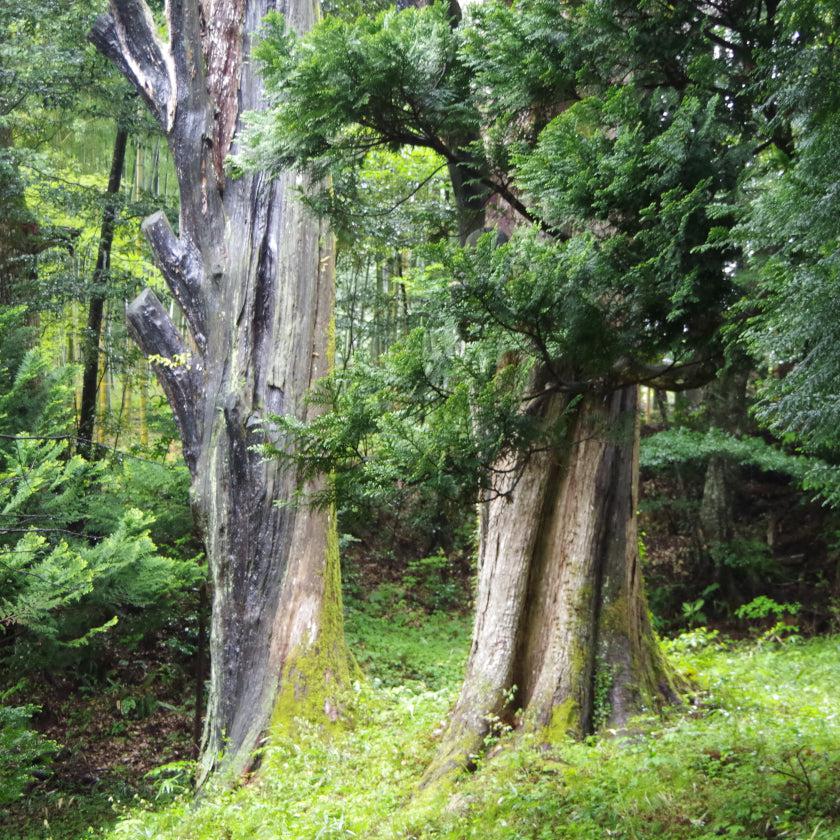 【箸】石川県から 漆塗りの はじめてのお箸 | “0歳からの伝統ブランドaeru” - Image 6